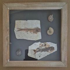 Fossilized prehistoric fish and ammonites. In display frame.