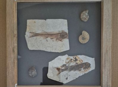 Fossilized prehistoric fish and ammonites. In display frame.