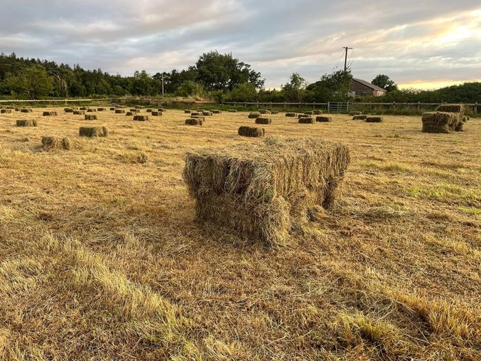 hay for sale
