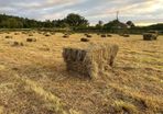 hay for sale