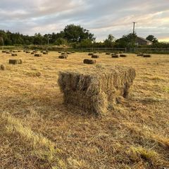 hay for sale