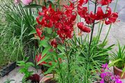 Asiatic Lily in a 2 Liter pot