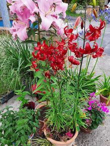 Asiatic Lily in a 2 Liter pot