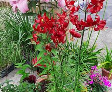 Asiatic Lily in a 2 Liter pot