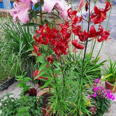 Asiatic Lily in a 2 Liter pot