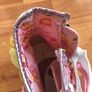 Pink Canvas High Top Trainers From Replay Image 6