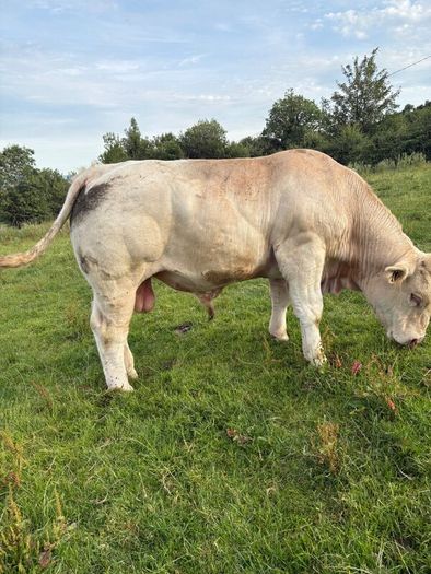 Pedigree registered Charlois bull