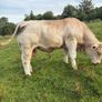 Charolais bulls Image 8