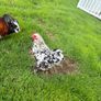 Millefleur Pekin Bantam pair with house Image 6