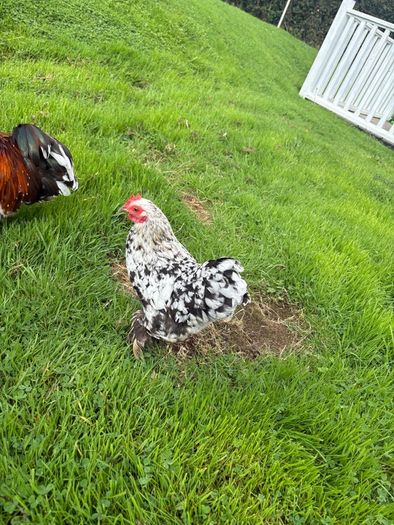 Millefleur Pekin Bantam pair with house