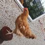 Cockerel Buff Orpington hybrid Image 3