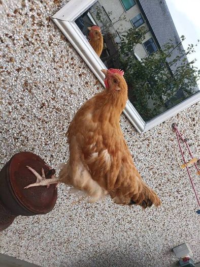 Cockerel Buff Orpington hybrid