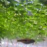 Amazon Frogbit - floating plants Image 8