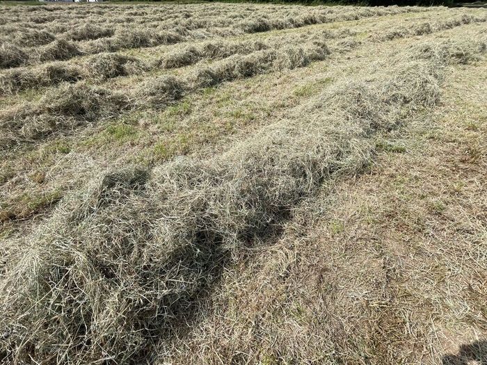 Square bales of hay North Galway