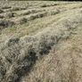 Square bales of hay North Galway Image 5