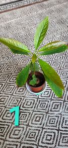 Small house plant bundle + variegated Monstera