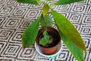 Small house plant bundle + variegated Monstera