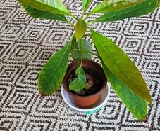 Small house plant bundle + variegated Monstera