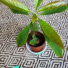 Small house plant bundle + variegated Monstera