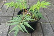 Rhus Glabra - Sumac Small garden