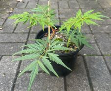 Rhus Glabra - Sumac Small garden