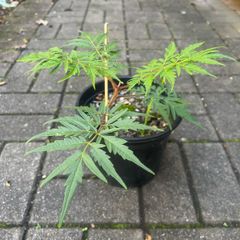 Rhus Glabra - Sumac Small garden