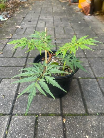 Rhus Glabra - Sumac Small garden