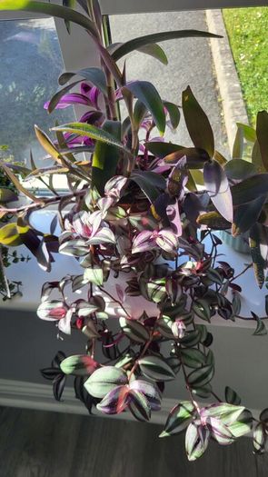 Trailing plants. Mature and young.