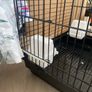 bird cage Image 8