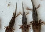 Axolotl
