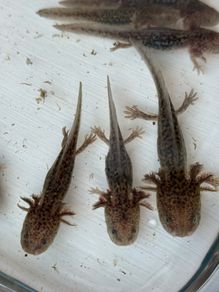Axolotl