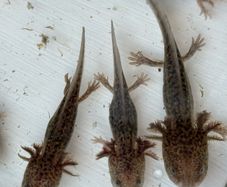 Axolotl