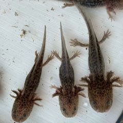 Axolotl