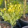 Hedge planting Image 3