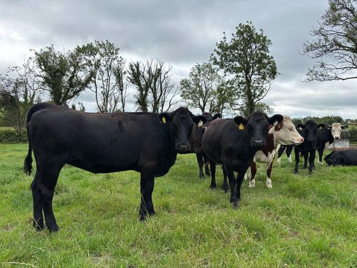 Angus and white head heifers