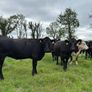 Angus and white head heifers Image 6