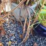 Plants and Glazed pots Image 8