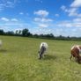 Breeding Heifers Image 7