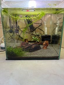 30l fishtank