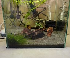 30l fishtank