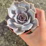 plant Image 2