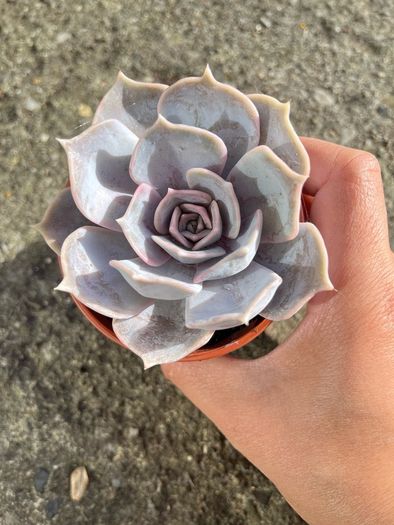 plant
