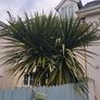 12' Cordyline Image 3