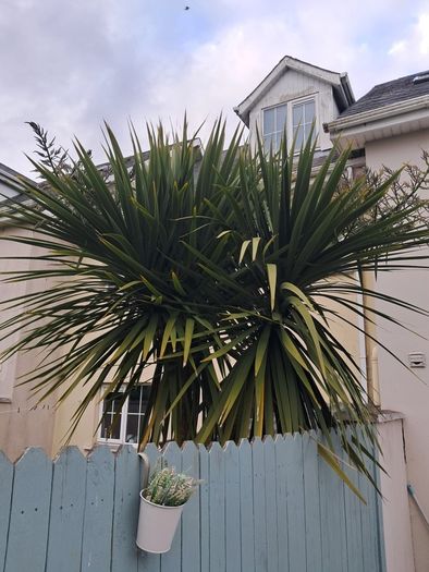 12' Cordyline