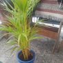 Ceramic Pot Heritage Garden design, glazed blue with nice indoor plant Image 2