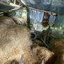 free shed of old hay Image 2