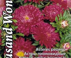 (A) China ASter Thousand Wonders seeds 0.3g (414970)