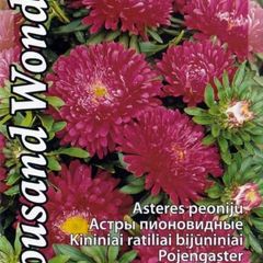 (A) China ASter Thousand Wonders seeds 0.3g (414970)
