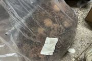 Bag of acorns from Austria.