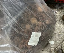 Bag of acorns from Austria.